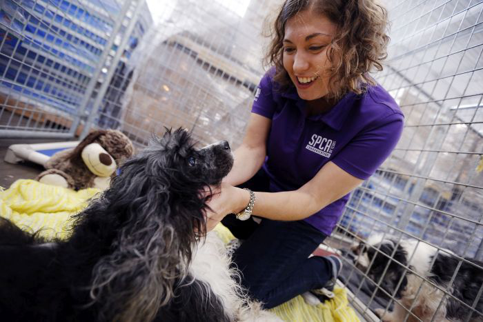 An SPCA member attends to a dog displaced by Hurricane Harvey. | photo by Brandon Wade | courtesy PetSmart Charities