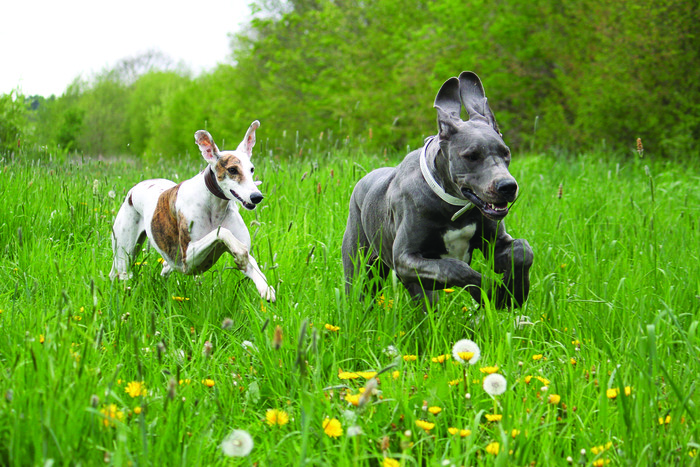 Pet owners want their animals to lead their happiest, healthiest lives, and they’re looking to pet food to make it happen. | Bianca Grueneberg I Shutterstock.com