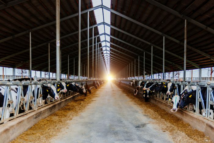 Dairy cows in modern free livestock stall