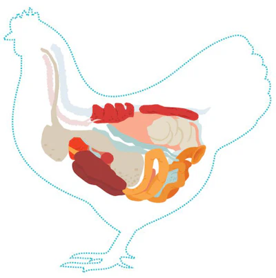 A healthy gut microbiome is essential for a bird’s development and immunity. (Alexander Baidin | Dreamstime.com)