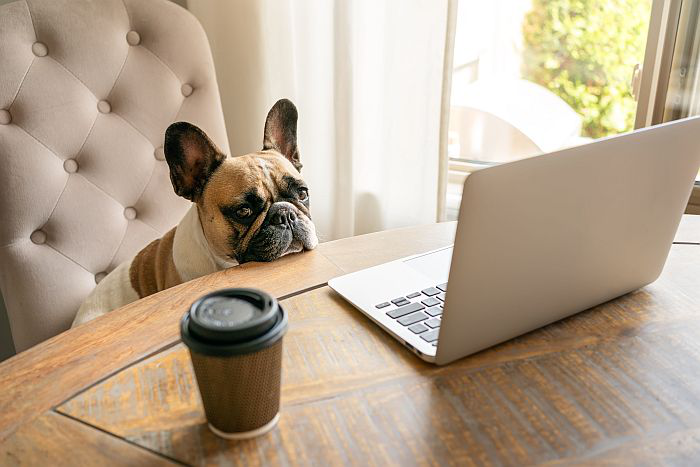 French Bulldog Computer Business