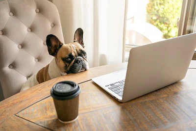 French Bulldog Computer Business
