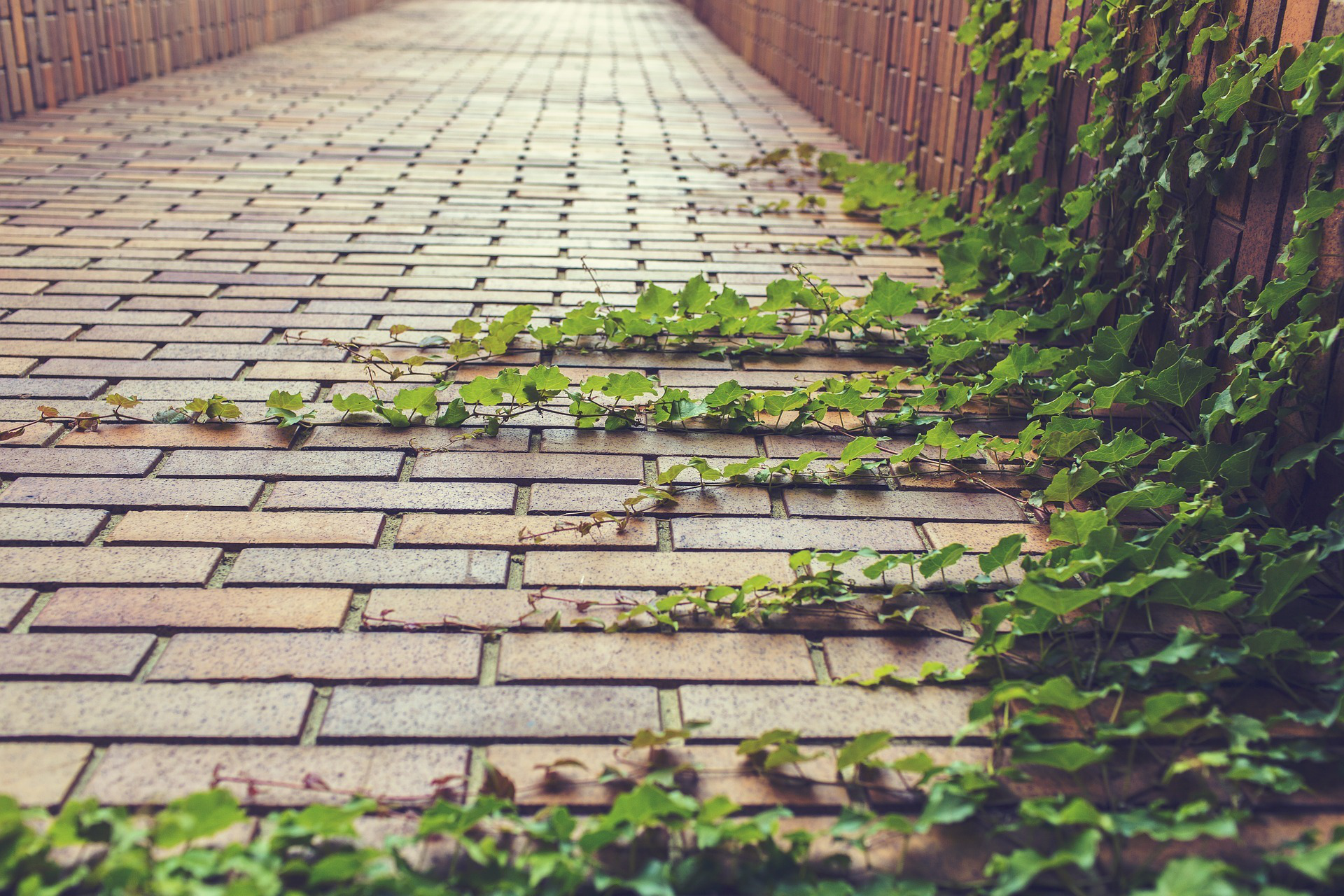 ivy-covered-brick-pavers-pathway