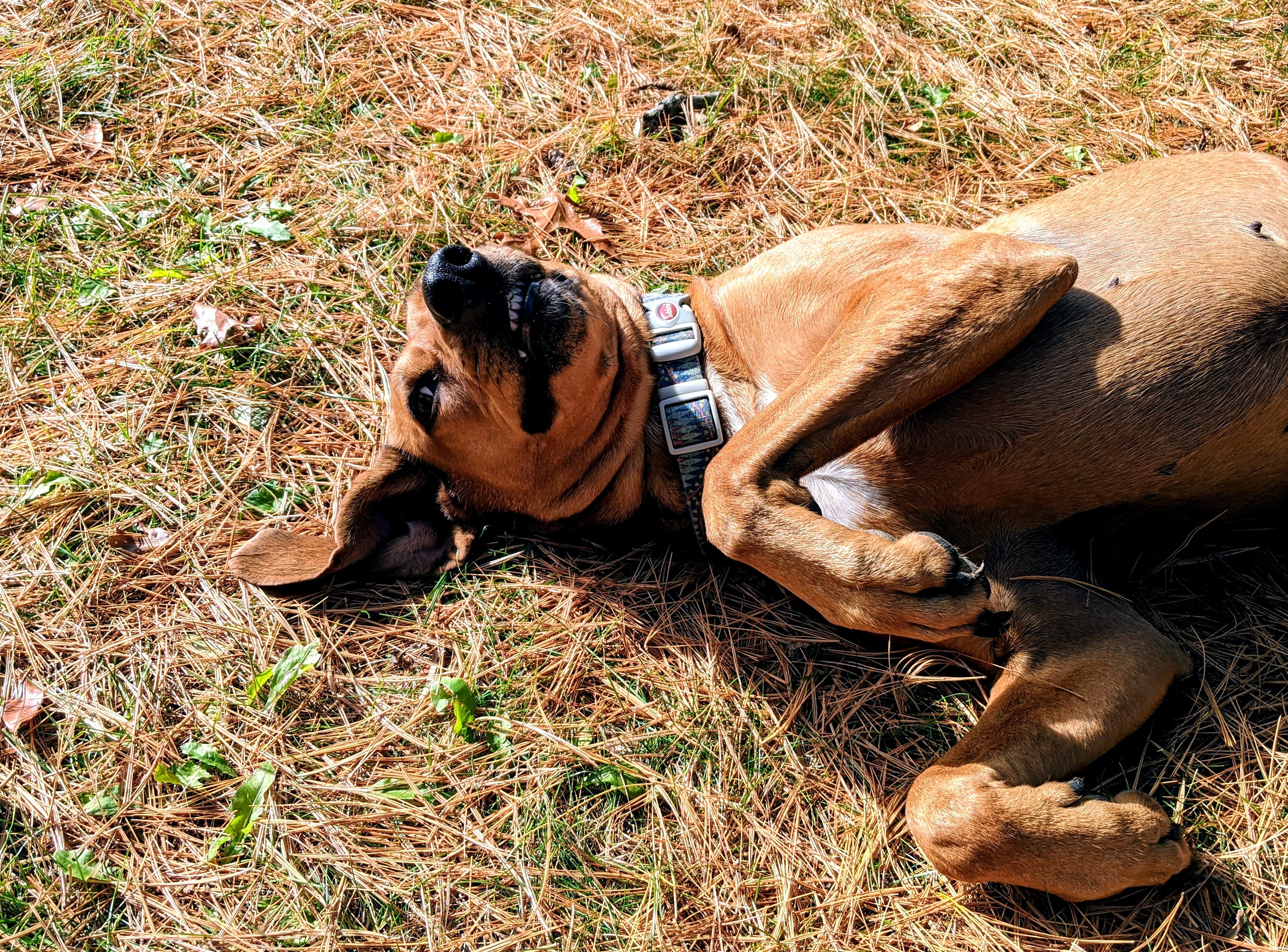 Dog Rolling In Grass 50587807411 O