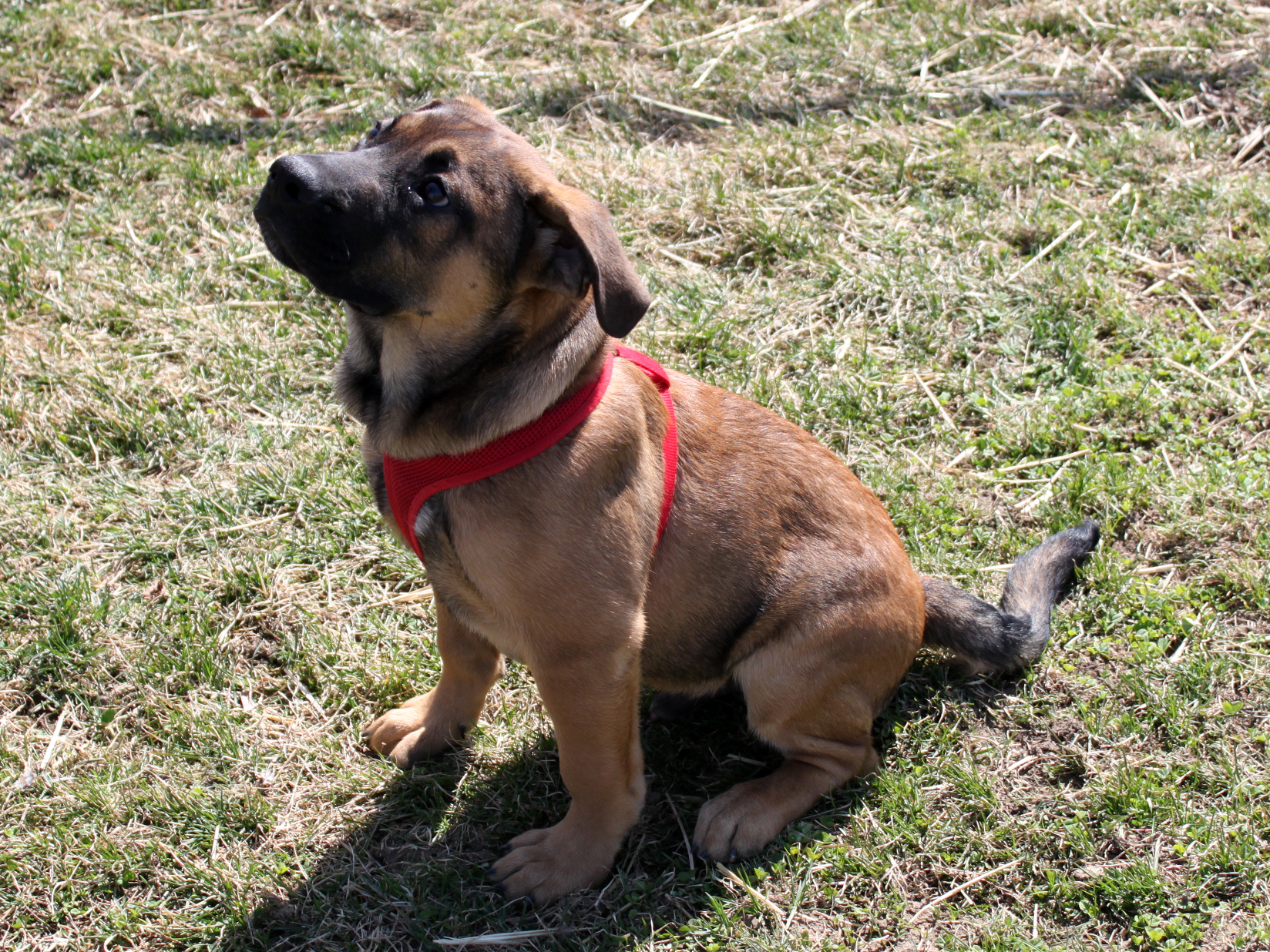 Dog With Red Harness Sitting 22834785763 O