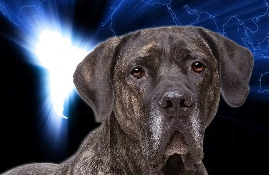 Pfi brazil Dog Map Erik Lam Dreamstime