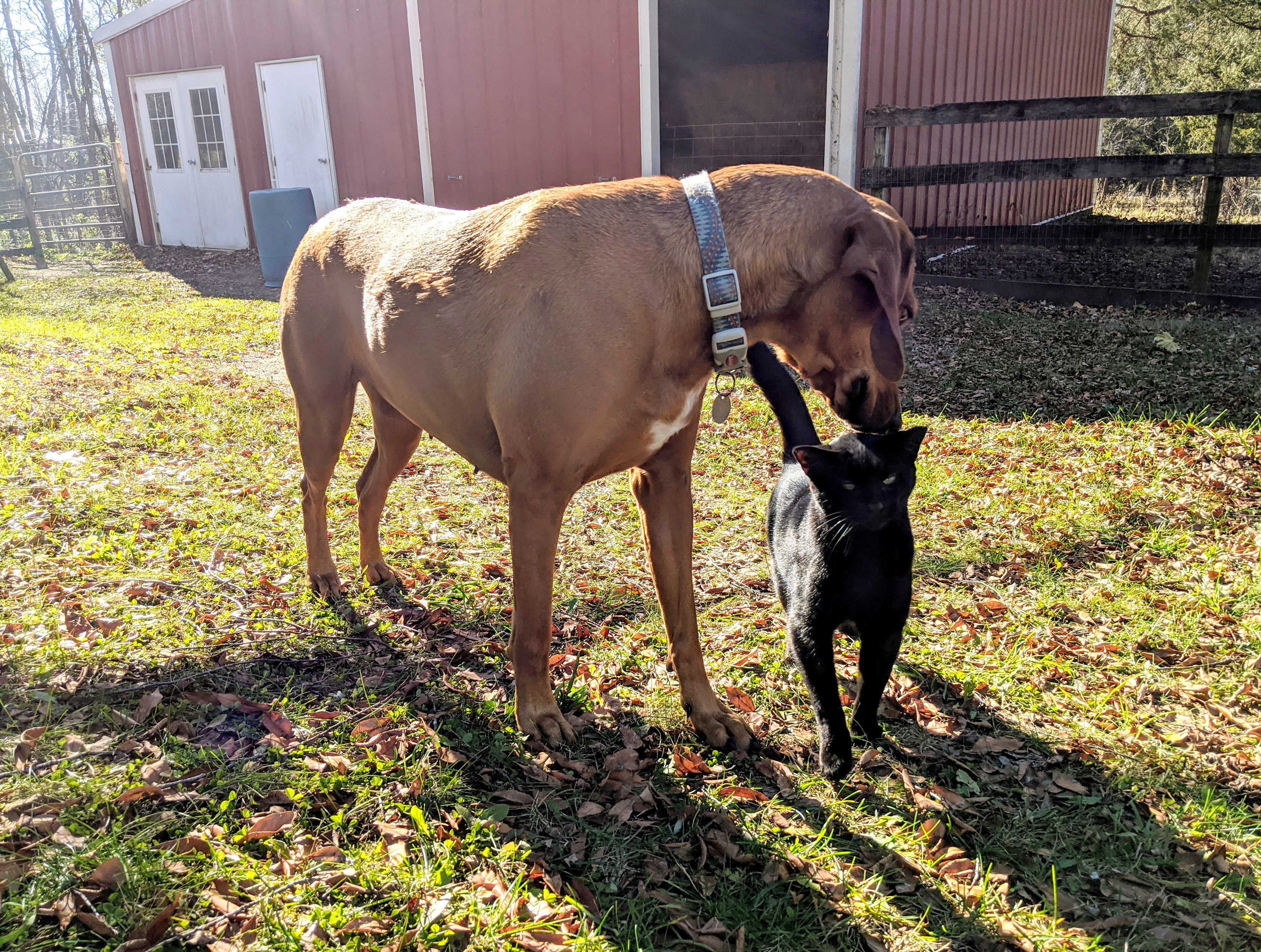 Dog And Cat 50587892812 O