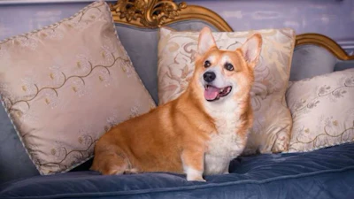 Pfi corgi Dog English Uk Britain Luxury