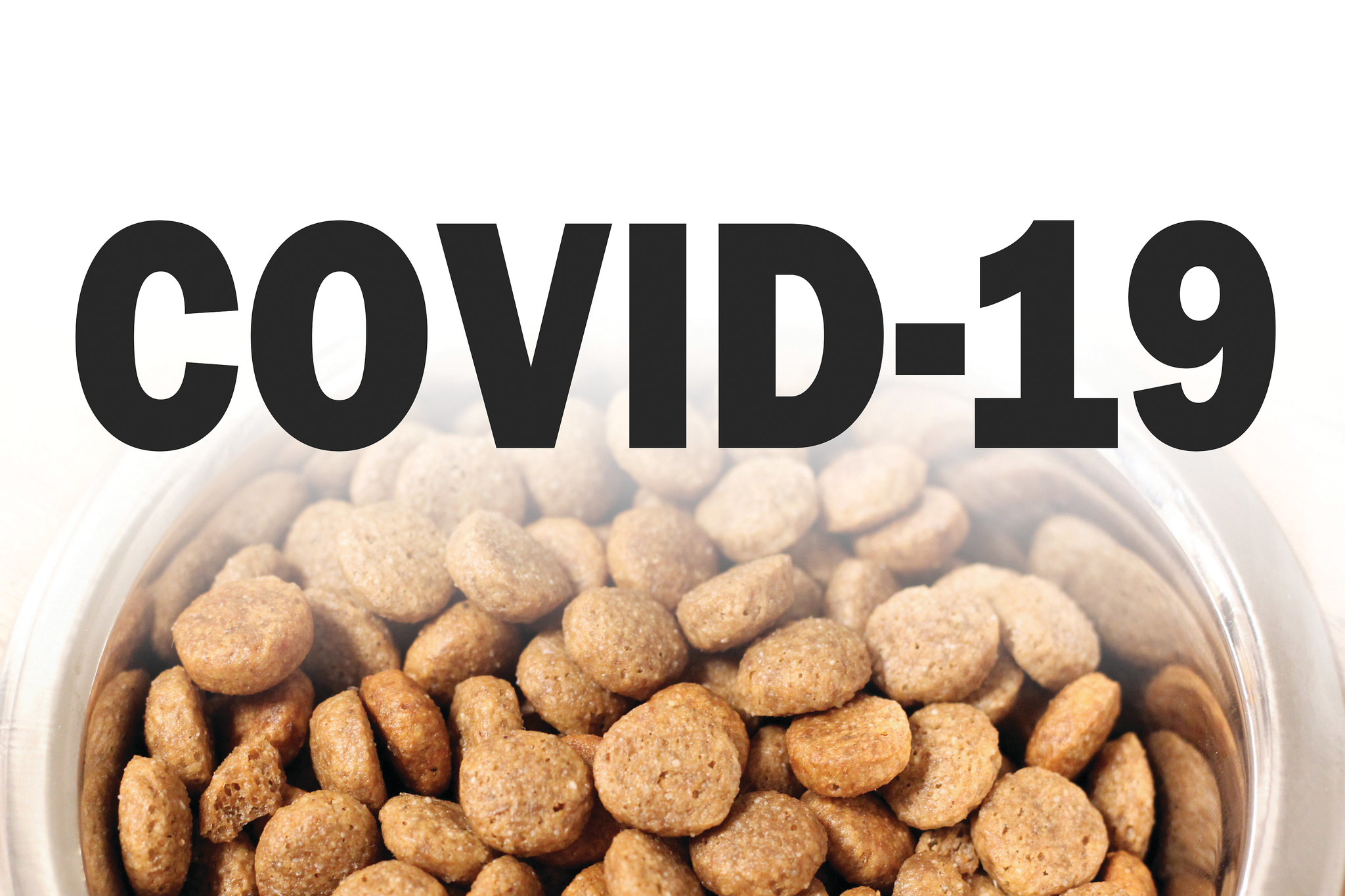 Covid 19 And Pet Food Bowl Andrea Gantz