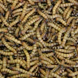 larvas de tenébrio criadas para alimentação