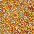 Dried corn kernels tightly clustered in golden yellow and white tones