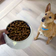 Alert tan dog in blue collar waiting by full dog food bowl