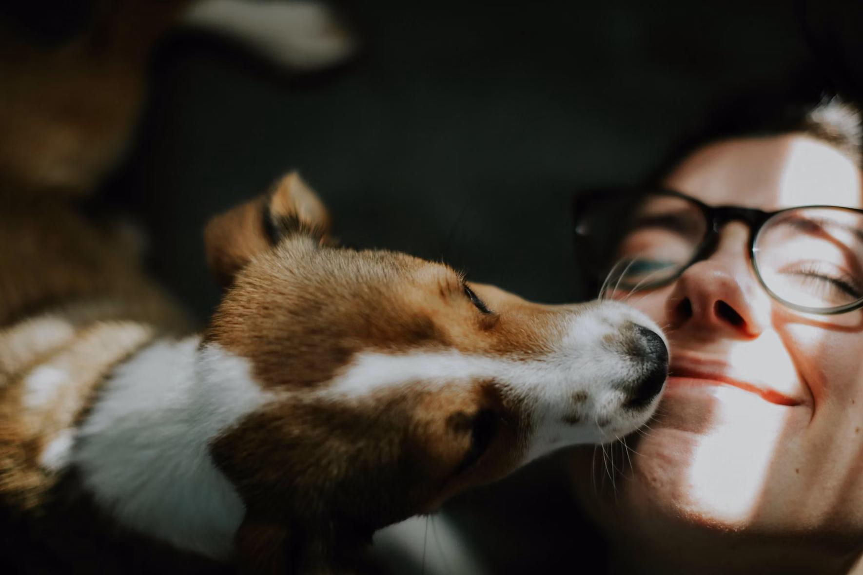 Pesquisadores identificaram 77 casos suspeitos de Salmonella potencialmente transmitidos por c&atilde;es.