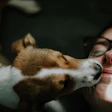 Cãe lambendo o rosto de uma mulher que está com os olhos e boca fechados e sorrindo.