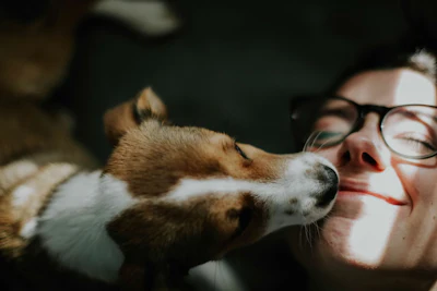 Pesquisadores identificaram 77 casos suspeitos de Salmonella potencialmente transmitidos por cães.
