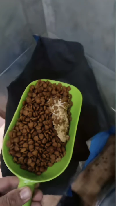 O criador encontrou massas brancas nos sacos de ração após a morte de um de seus cães por intoxicação alimentar.
