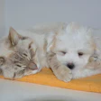 Filhotes de gato e cão dormindo juntos sob um cobertor amarelo.