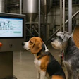 Dogs monitoring production controls in pet food manufacturing facility