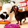 Conveniência, estilo, segurança e sustentabilidade ditam as inovações em embalagens de pet food.