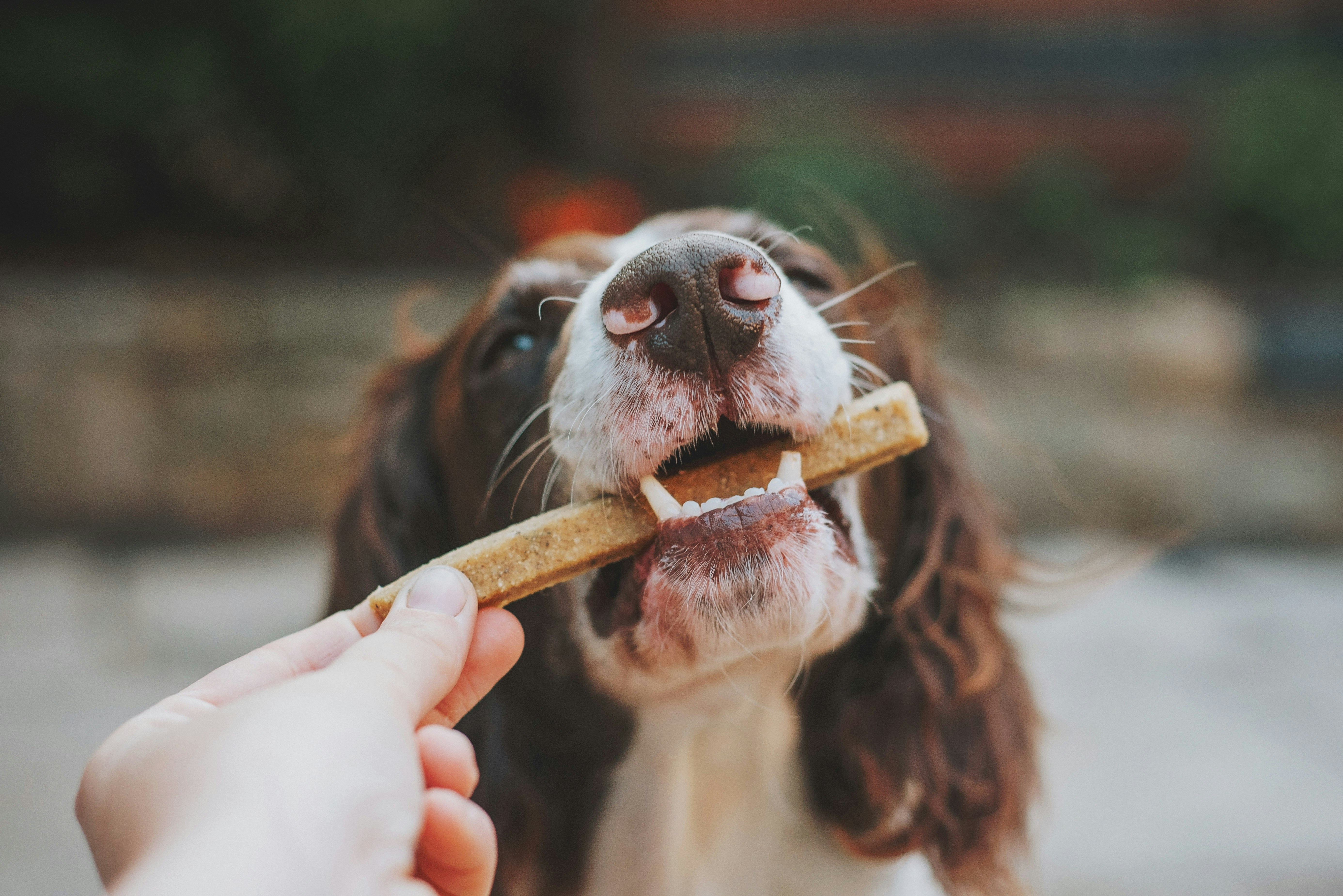 Petiscos Para C&atilde;es