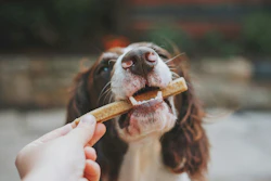 Petiscos Para Cães