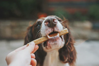 Petiscos Para Cães