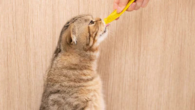 A substituição de 10% da dieta por petiscos pode trazes riscos à saúde de gatos pouco ativos, como idosos e castrados.