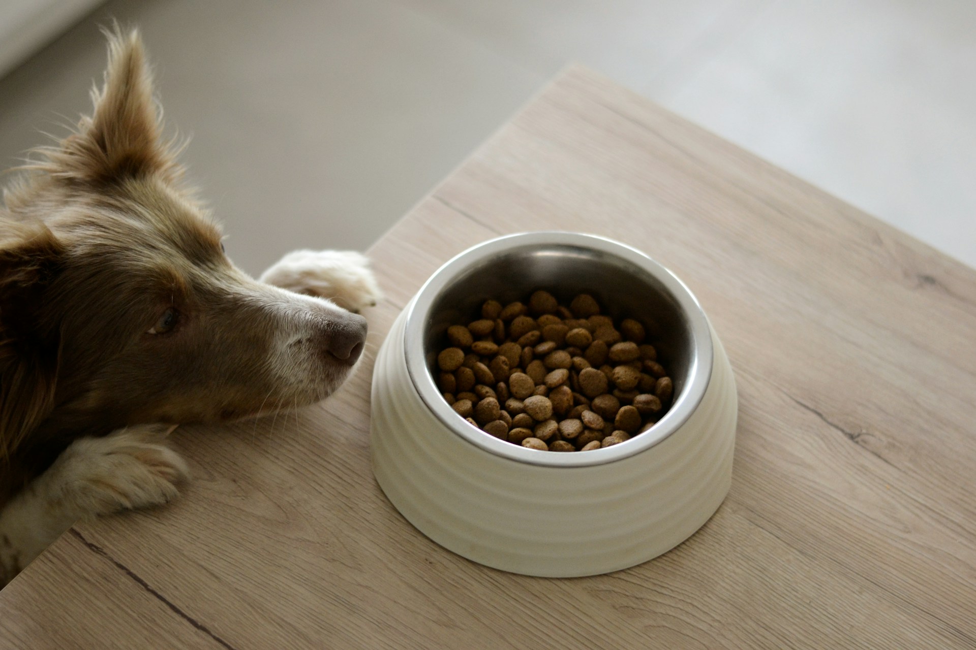 De acordo com a Triplethree International, o Chile n&atilde;o &eacute; apenas um importador de pet food &mdash; ele seleciona cuidadosamente o que permite entrar no pa&iacute;s, fugindo do consumo passivo e apostando em uma escolha estrat&eacute;gica.