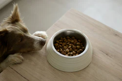 De acordo com a Triplethree International, o Chile não é apenas um importador de pet food — ele seleciona cuidadosamente o que permite entrar no país, fugindo do consumo passivo e apostando em uma escolha estratégica.