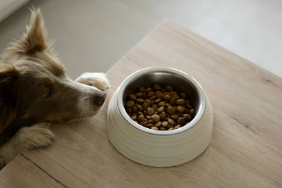 De acordo com a Triplethree International, o Chile não é apenas um importador de pet food — ele seleciona cuidadosamente o que permite entrar no país, fugindo do consumo passivo e apostando em uma escolha estratégica.