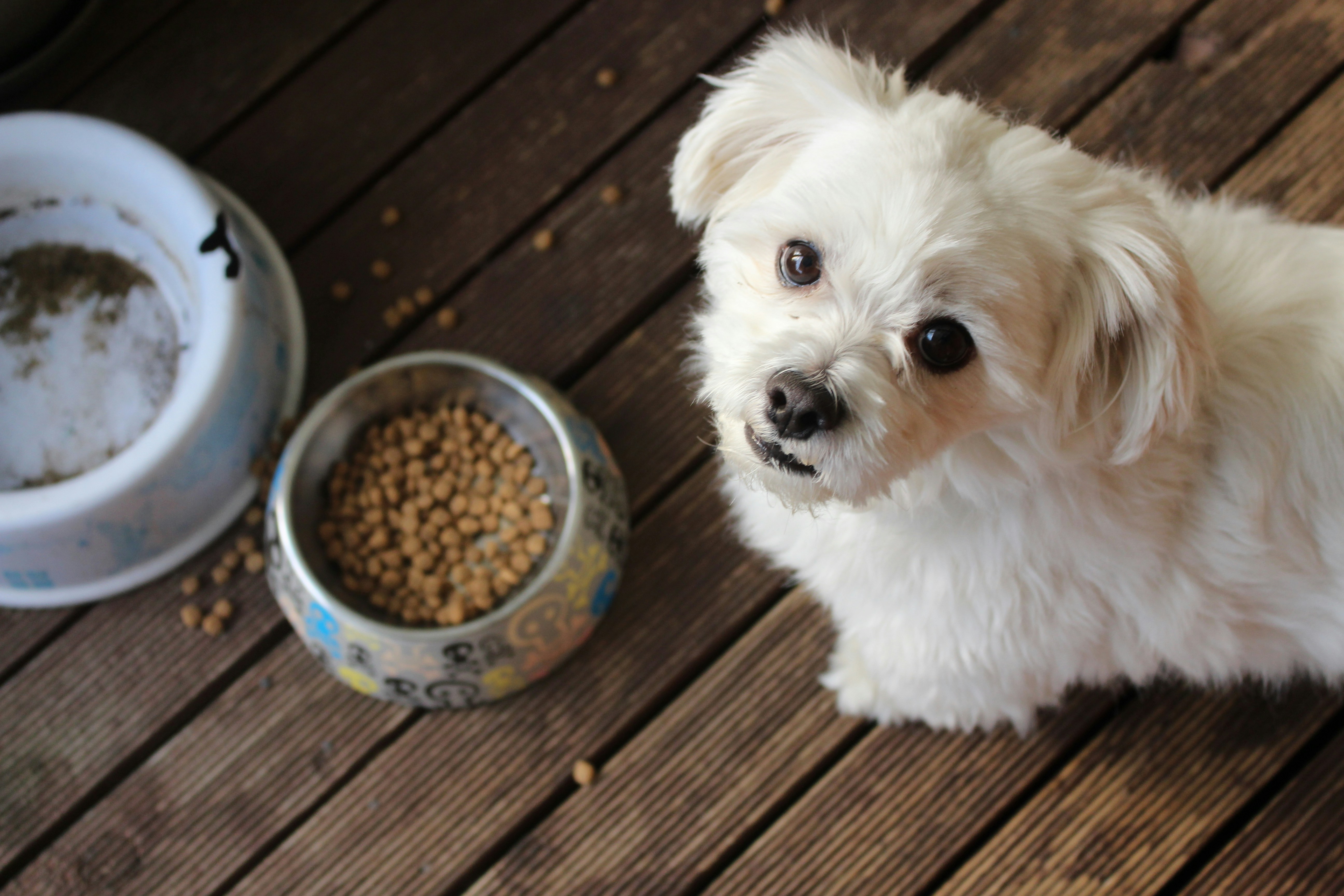Pesquisa Petfoodindustry Pet Food