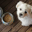 White fluffy dog sitting beside a dog food bowl on wooden deck