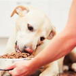 Labrador eating kibble from bowl held by caring hand