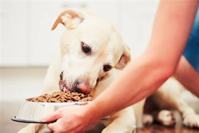 Pesquisa mostra que tutores de cães (70%) estão mais dispostos do que os de gatos a experimentar proteínas novas.