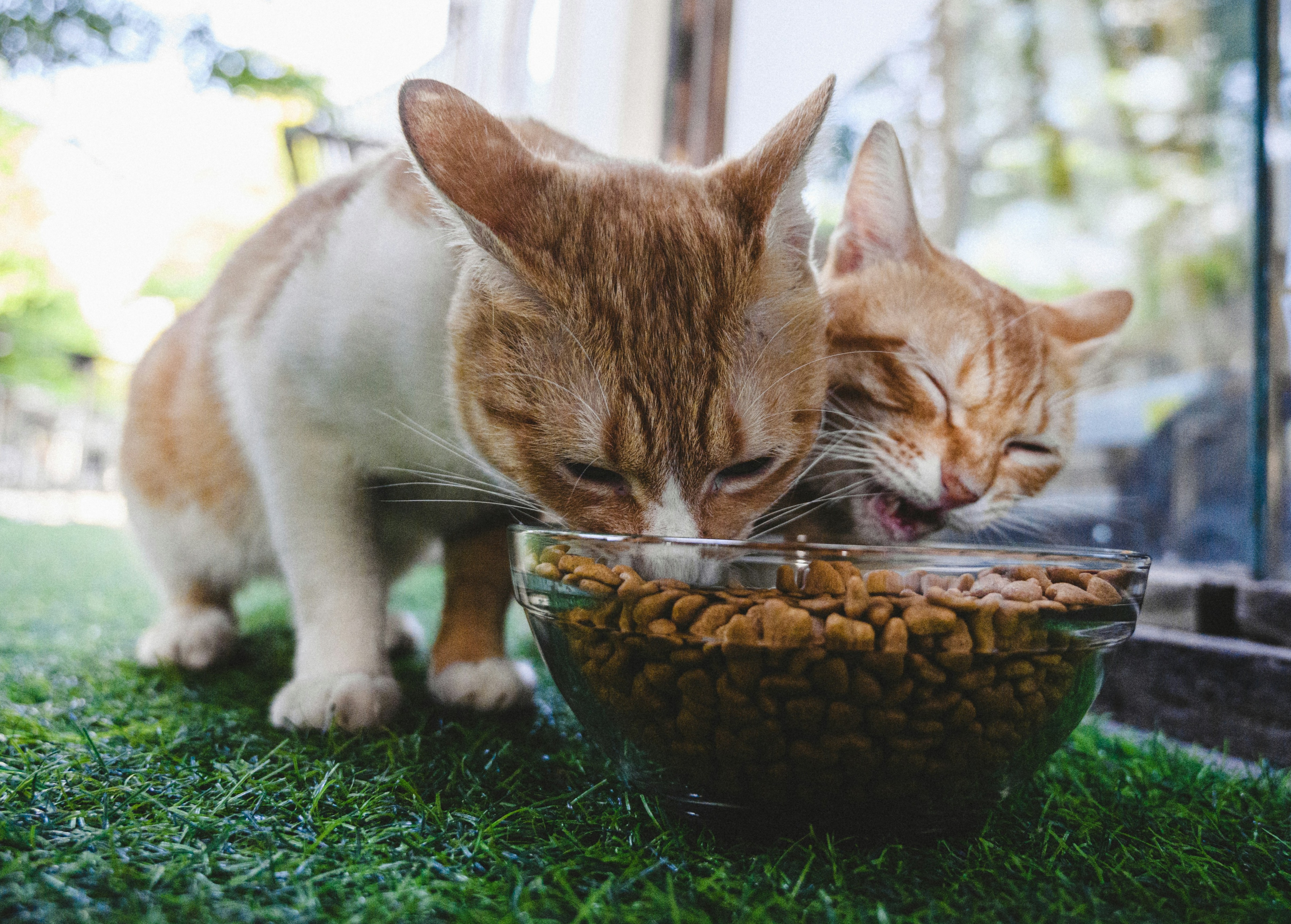 Ra&ccedil;&atilde;o Insetos Gatos