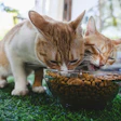 Ração Insetos Gatos