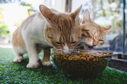 Ração Insetos Gatos