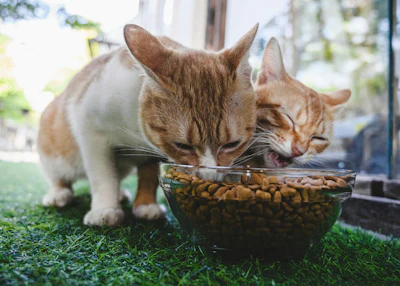 Ração Insetos Gatos