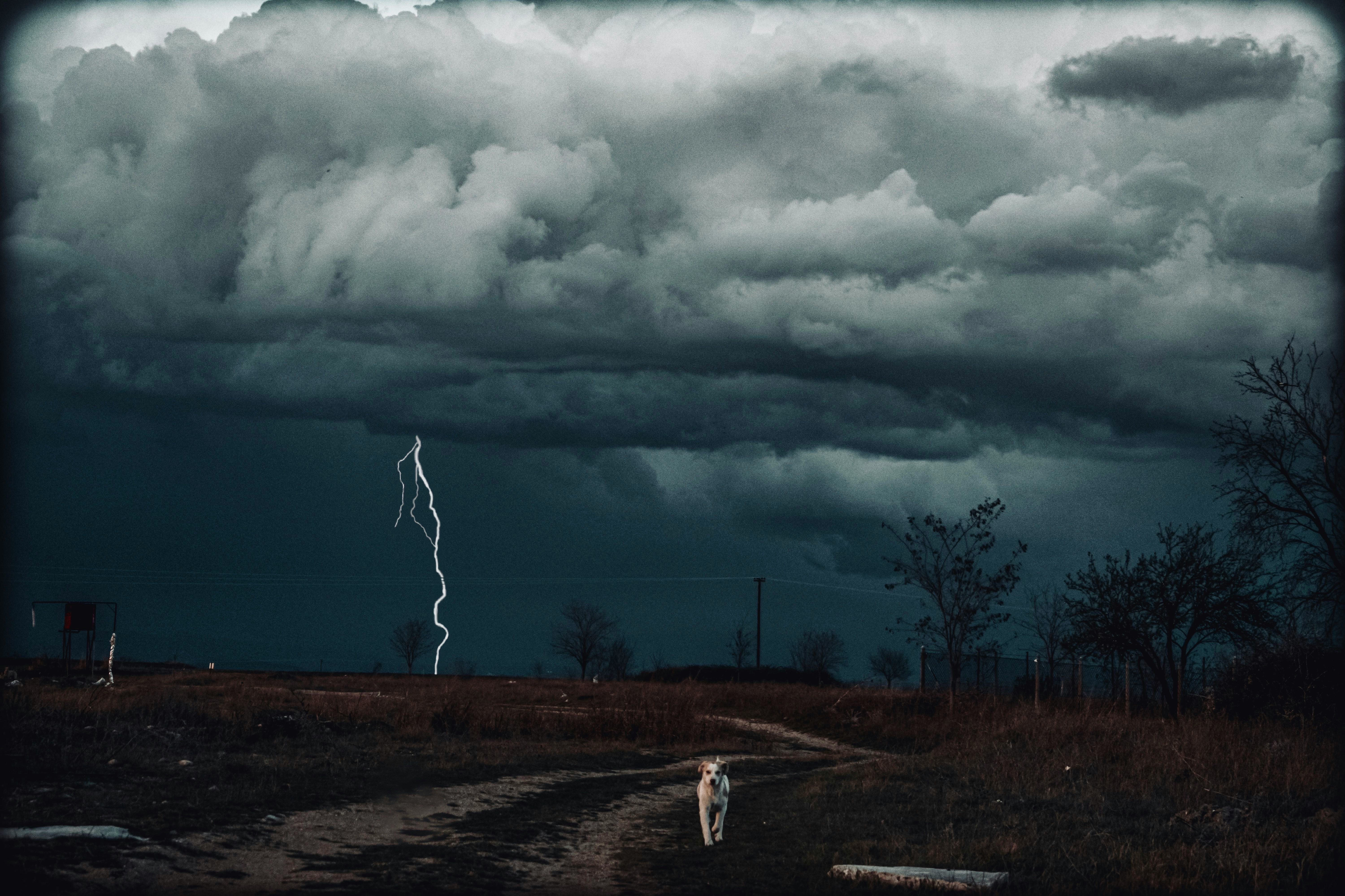 Tempestades No Setor De Pet Food