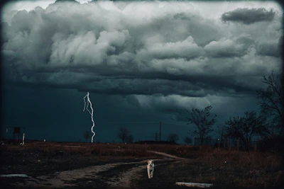 Tempestades No Setor De Pet Food