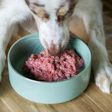 Busca por alimentos funcionais e livres de ingredientes artificiais justificam preferência dos tutores por orgânicos e naturais.