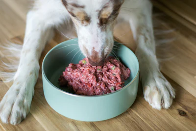 Busca por alimentos funcionais e livres de ingredientes artificiais justificam preferência dos tutores por orgânicos e naturais.
