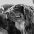 Close-up of a serene golden retriever with soft fur in black and white