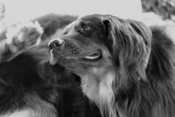 Cães Coceira Pró Biótico