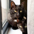 Estilo de vida urbano impulsiona crescimento da população de gatos.