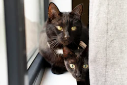 Estilo de vida urbano impulsiona crescimento da população de gatos.