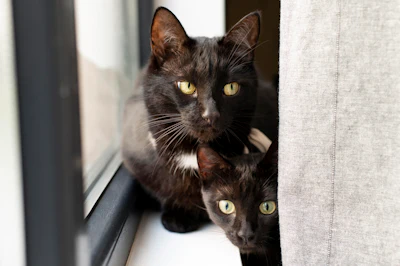 Estilo de vida urbano impulsiona crescimento da popula&ccedil;&atilde;o de gatos.