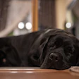 Múltiplos fatores estão convergindo para criar um ambiente desafiador para o setor de alimentos para animais de estimação no Brasil.