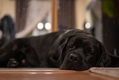 M&uacute;ltiplos fatores est&atilde;o convergindo para criar um ambiente desafiador para o setor de alimentos para animais de estima&ccedil;&atilde;o no Brasil.