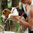 Beagle dog drinking water from a tap, held by a person in white tank top